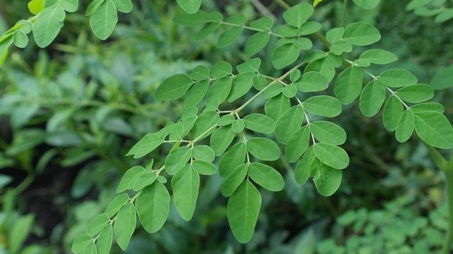 Moringa Leaves Prove Effective in Filtering Microplastics from Water