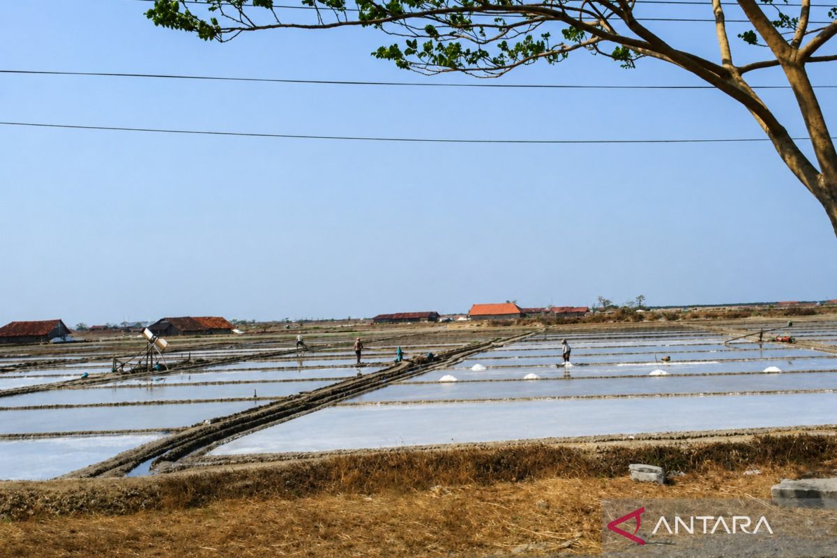 Pati Regency Government to Help Absorb Farmers' Salt Amid Production Surplus