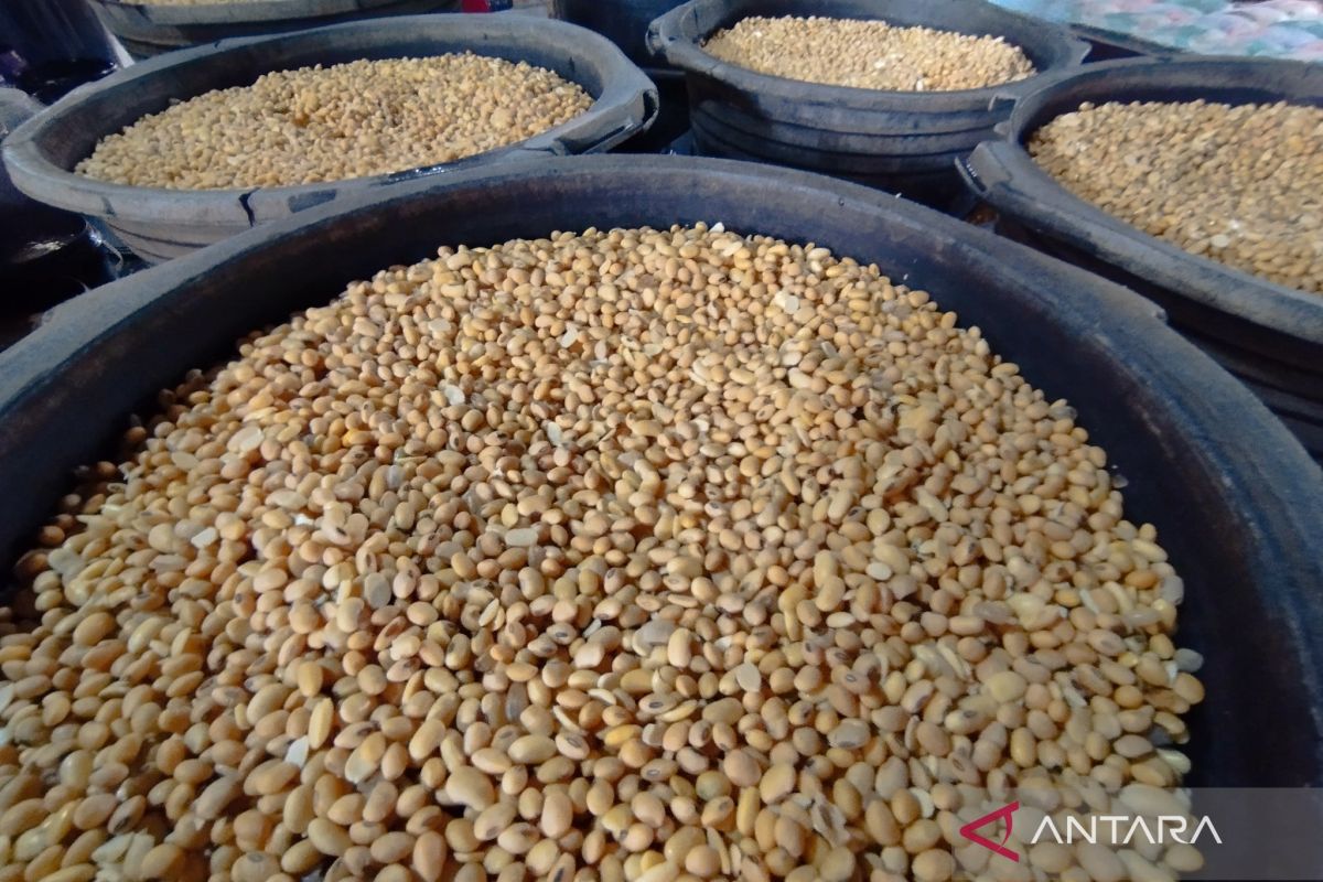 Imported Soybean Prices in Kudus Decline Despite Rupiah Volatility