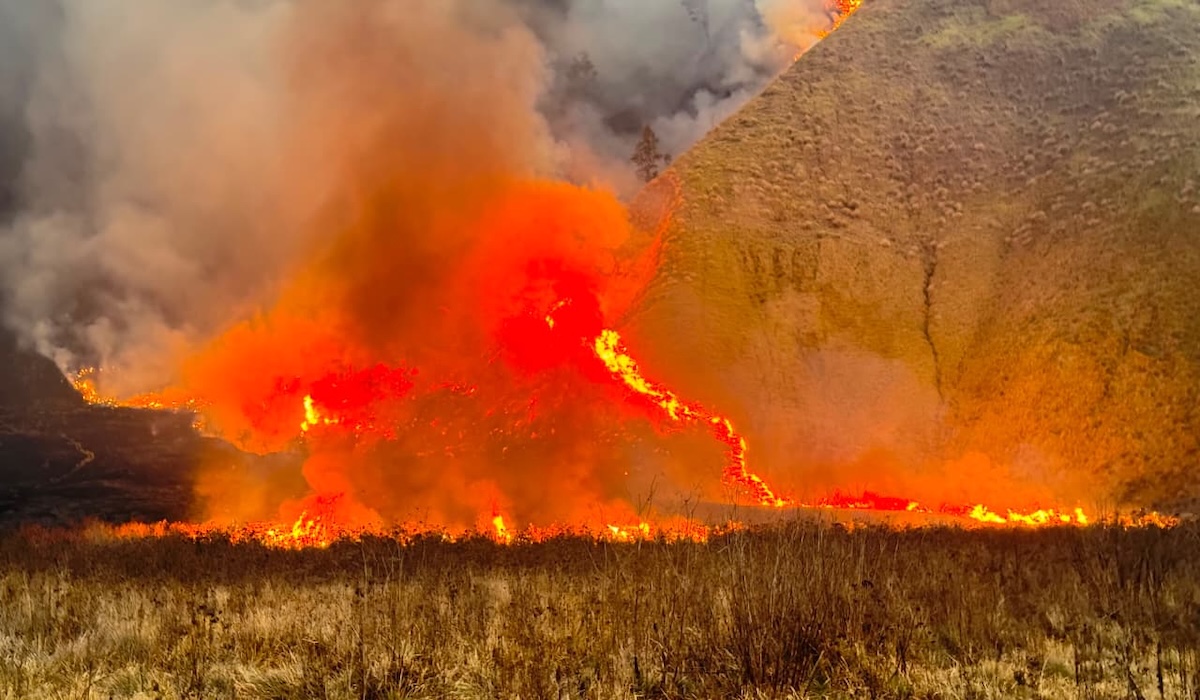 Bromo Wildfire Still Raging, East Java BPBD Focuses on Extinguishing Efforts