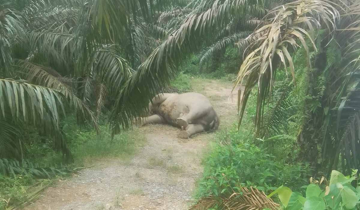 Sumatran Elephant Found Dead in Aceh Tamiang Oil Palm Plantation