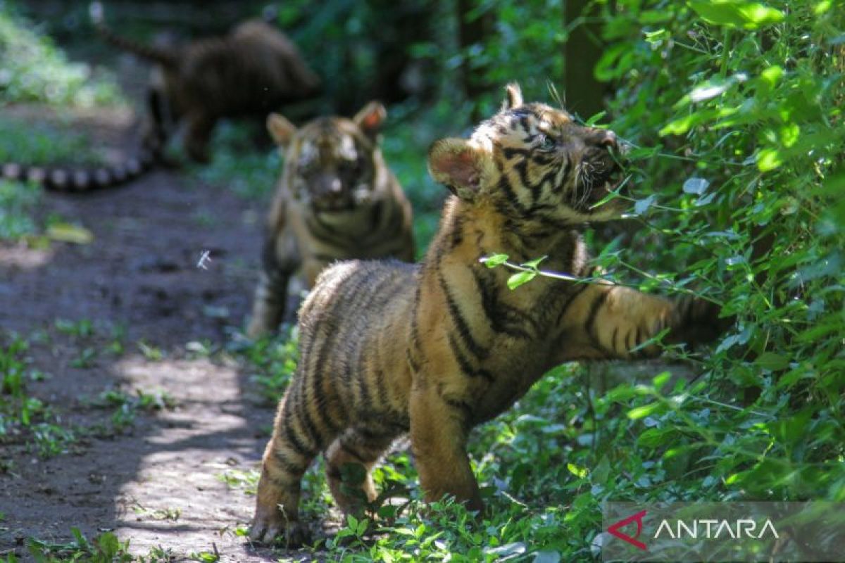 Don't run! What to do when encountering a tiger
