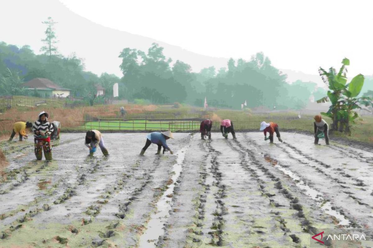 Bekasi Regency Government Implements Modern Agriculture to Shift from Conventional Patterns