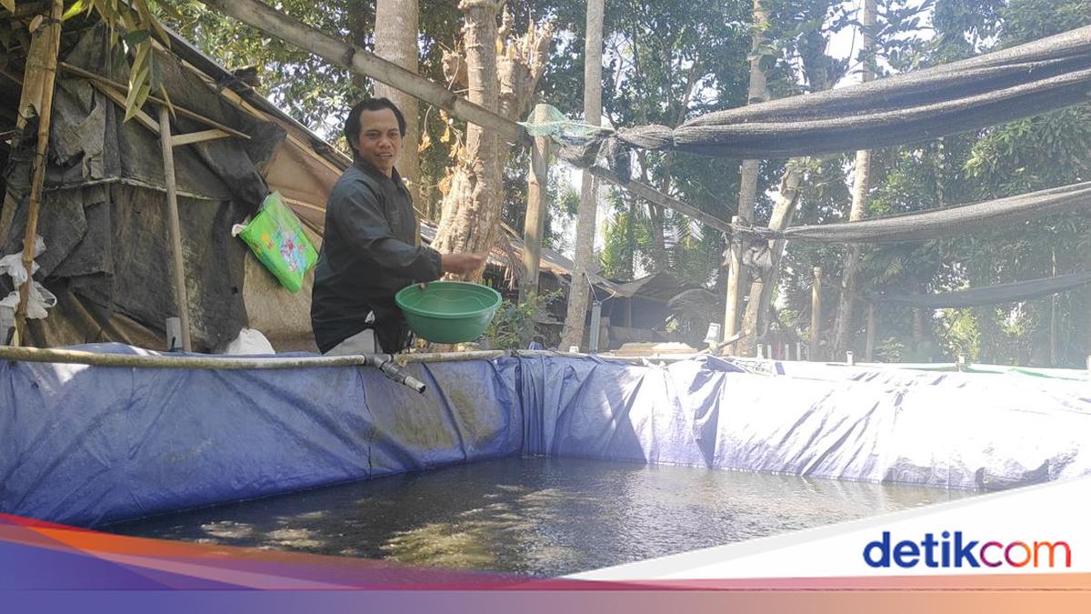Story of a Former Wood Carver in Bali Who Now Successfully Breeds Sangkuriang Catfish