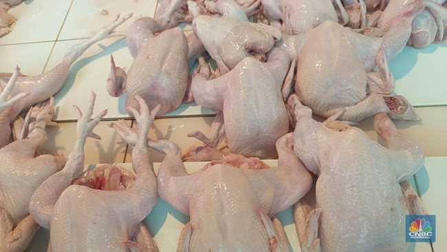Chicken Meat Prices Remain Uncontrolled, Reaching Rp100,000; BPS and KSP Issue Warning
