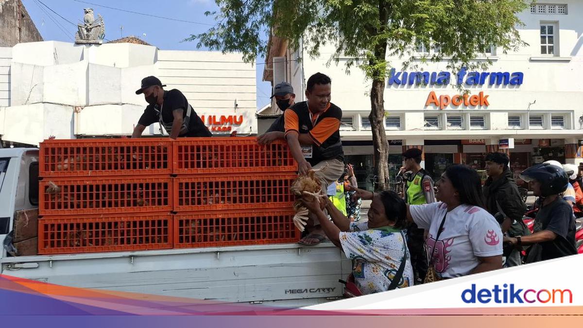 Farmers Protest Egg Price Slump, Yogyakarta Government Points to Brokers