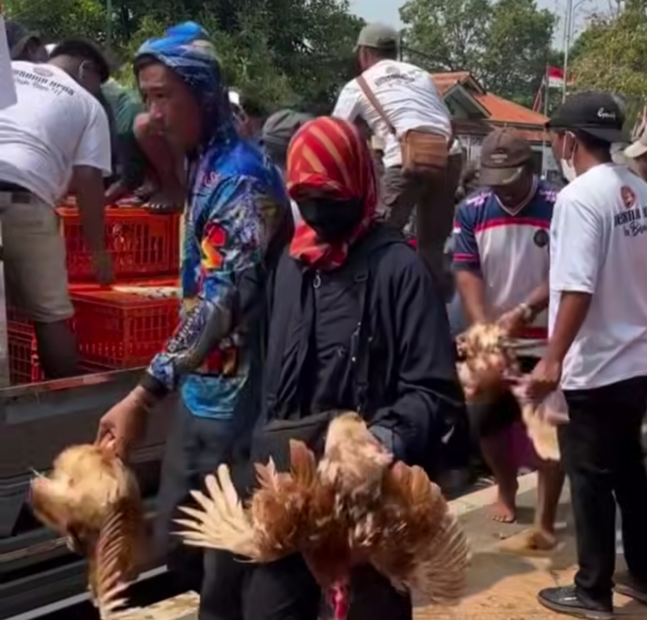 Egg Prices Continue to Plummet, Hundreds of Chickens Distributed for Free in Batang