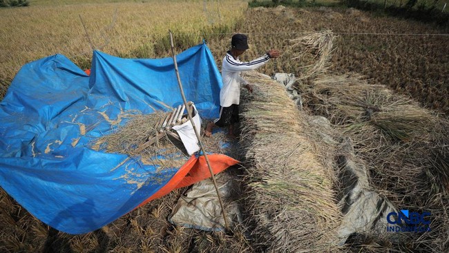 Tears of Rice Farmers: Parched, Cracked Fields Force Early Harvest