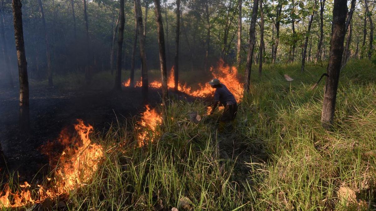 Forestry Ministry Extinguishes 30-Hectare Fire on Mount Rinjani