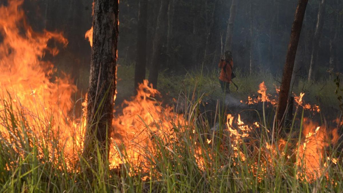 Forest Fires Engulf Indonesia, Coordinating Minister and Palace Issue Warnings