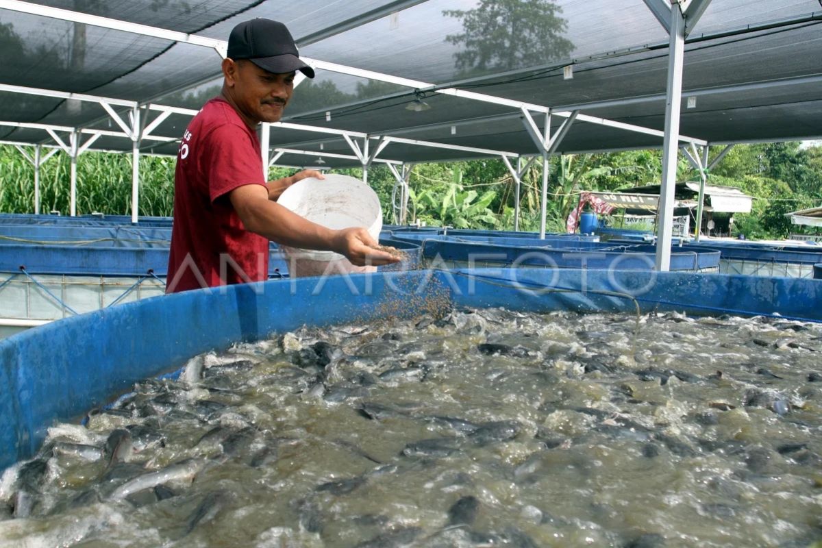 Indonesia makes first marinated catfish export to Taiwan
