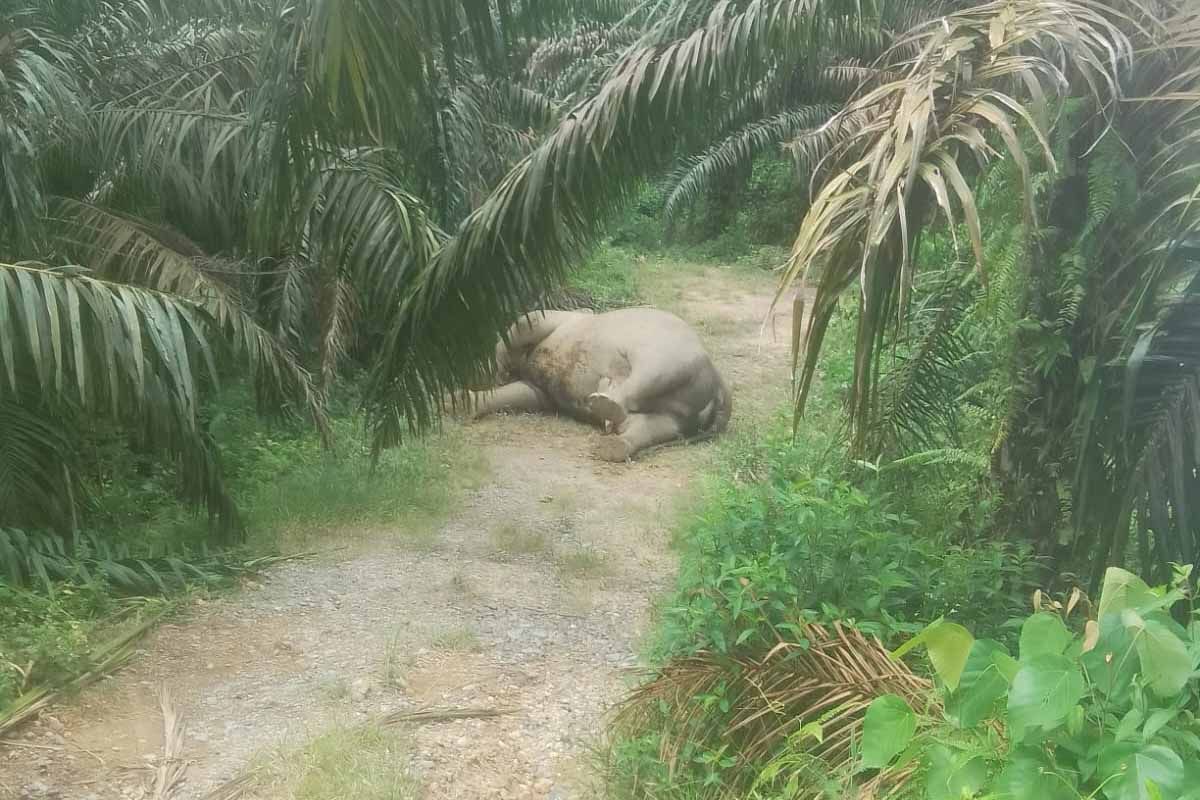 Aceh conservation agency conducts elephant necropsy