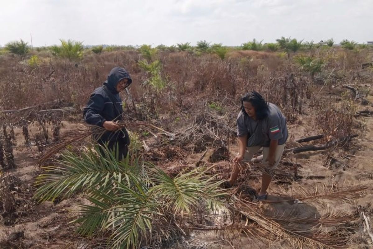 BKSDA Anticipates Increase in Human-Wildlife Conflict Due to Forest Fires in East Kotawaringin