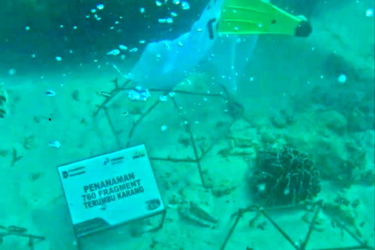 Pertamina plants 760 coral fragments to restore Tikus Island reef in Bengkulu