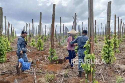 Revealed! Protected Forest Illegally Traded, Three Suspects Arrested