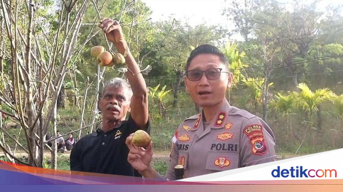 TTS Police Chief Encourages Development of Legendary Soe Apple Seedlings