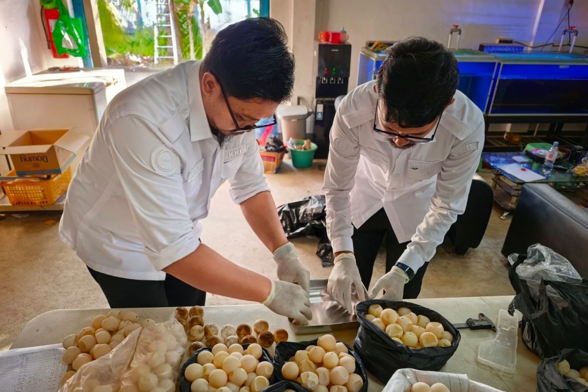 KKP Handles 1,286 Turtle Eggs in Sambas, Only 96 Deemed Viable for Hatching