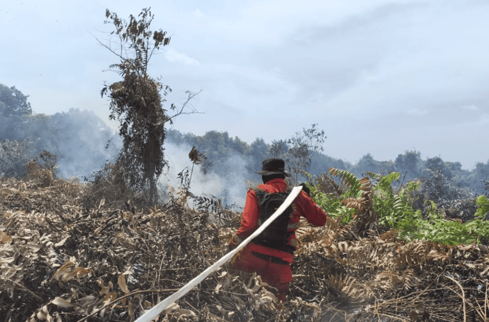 Peatland Fires Spread to Jambi's East Coast