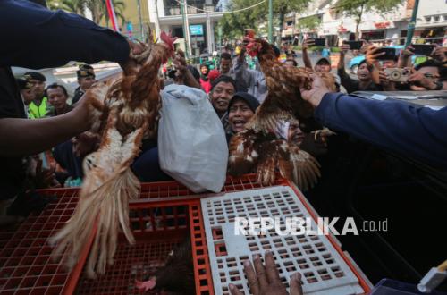 Soaring Feed Costs and Plummeting Egg Prices Squeeze Central Java Poultry Farmers