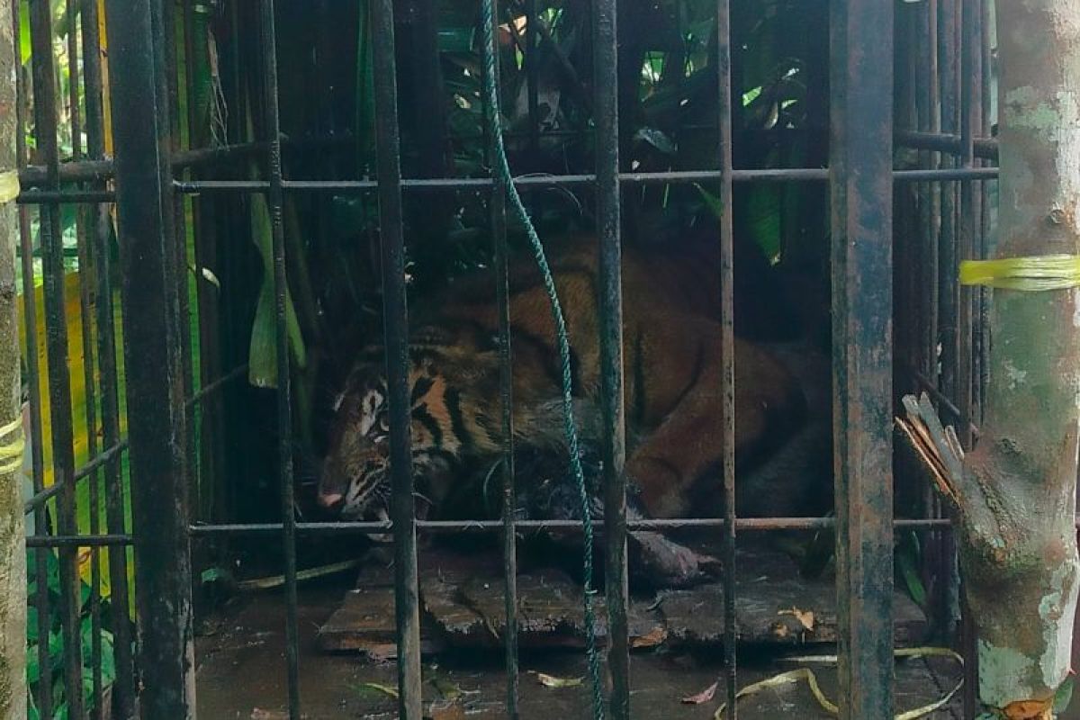 Sumatran tiger enters West Sumatra BKSDA trap after eating livestock