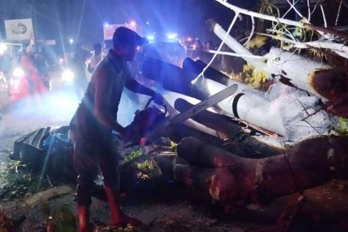 Seven residents killed by falling tree in Pidie, says BPBD