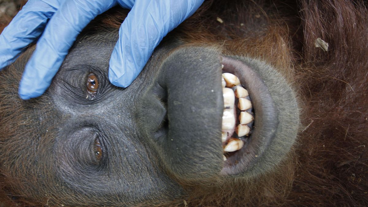 Orangutans Enter Central Kalimantan Settlements as Forest Fires Envelop Habitat