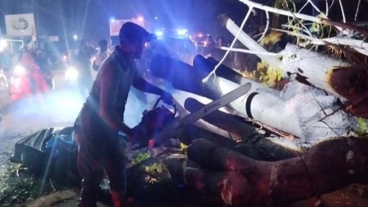 Seven Killed by Falling Tree in Pidie, Aceh