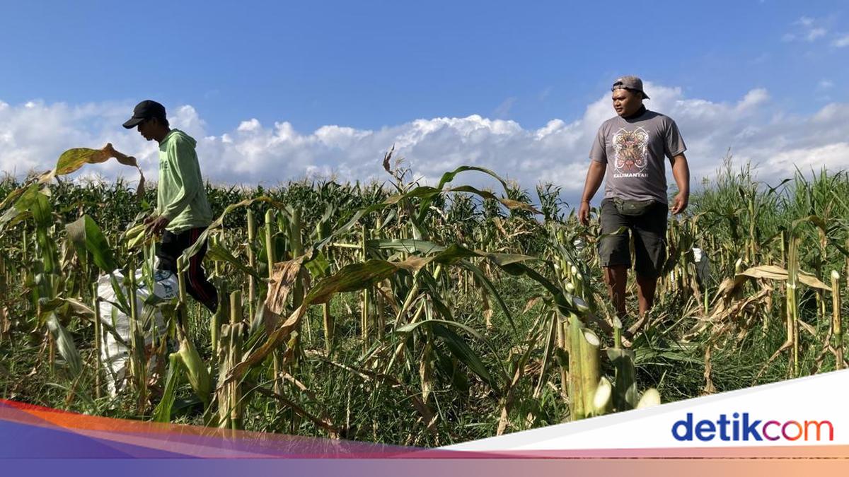 Bumper Harvest: Klungkung Corn Farmers Hope for Absorption by Free Nutritious Meal Programme