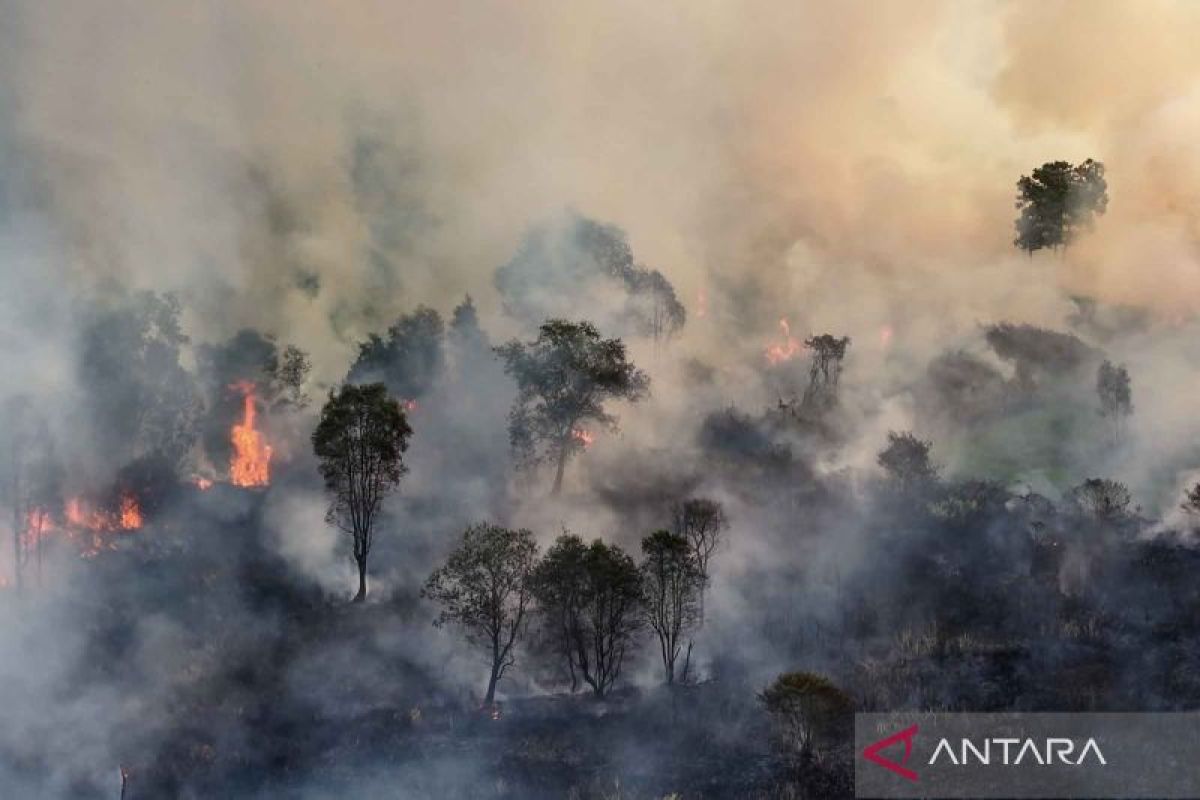 Fire destroys one hectare of Sono tree vegetation on Mount Jabung