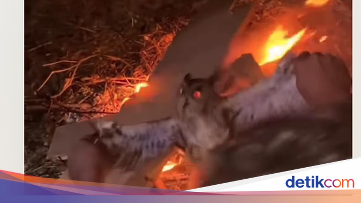 Owl Burned Alive in East Nusa Tenggara Goes Viral, Three Suspects Arrested