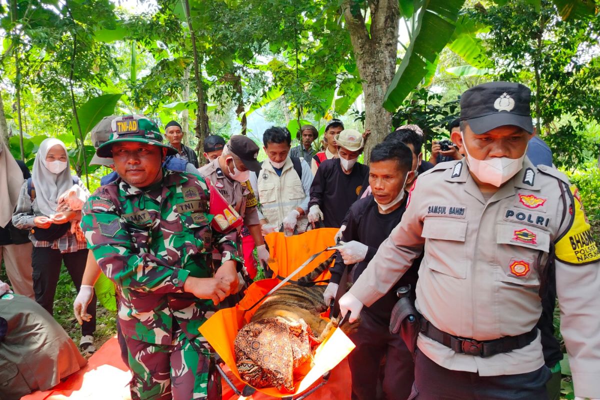 West Sumatra BKSDA Evacuates Sumatran Tiger Caught in Trap Cage in Agam