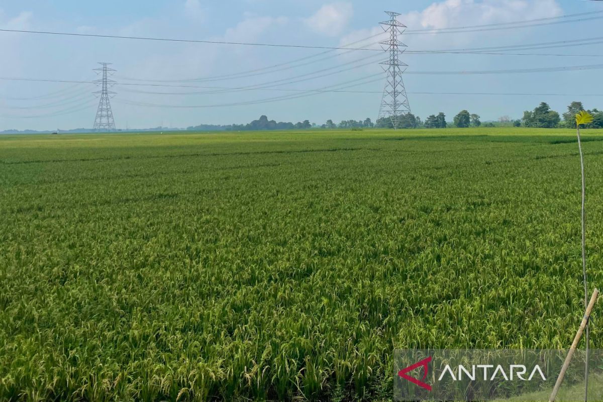 Majalengka Regency Government Optimises Irrigation to Safeguard Agricultural Production