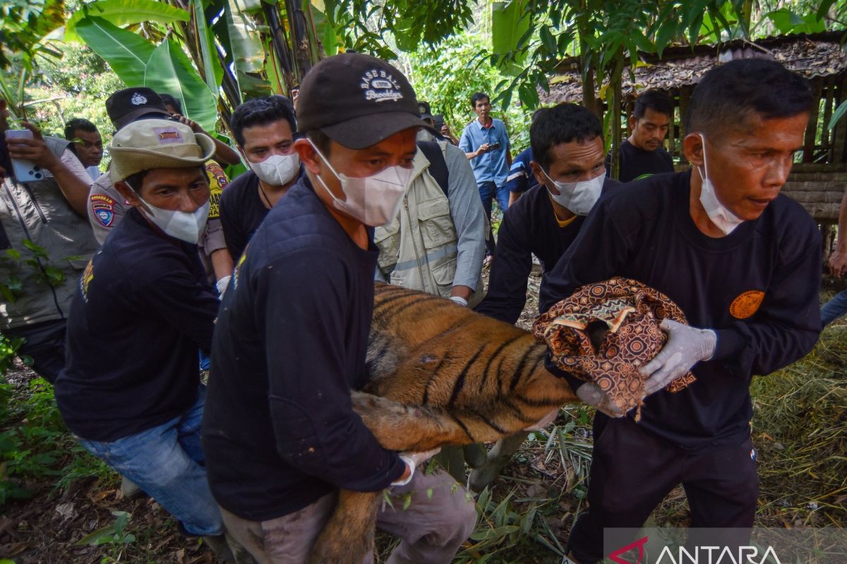 Two-year-old Sumatran tiger evacuated from trap cage in Agam