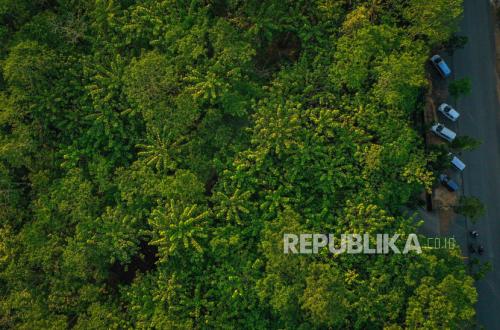 Forestry Ministry Sets Carbon Trading Requirements to Safeguard Forest Sustainability