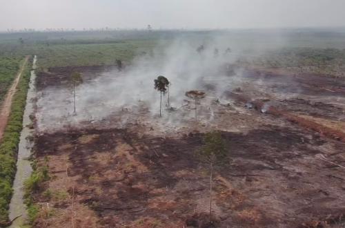 Four Hectares of Forest and Land Burn in Bengkalis, Two Named as Suspects