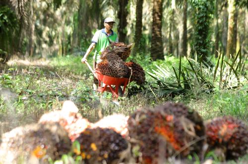 Palm Oil Farmers Enter Downstream Sector, Cooperatives Prepared to Own CPO Mills