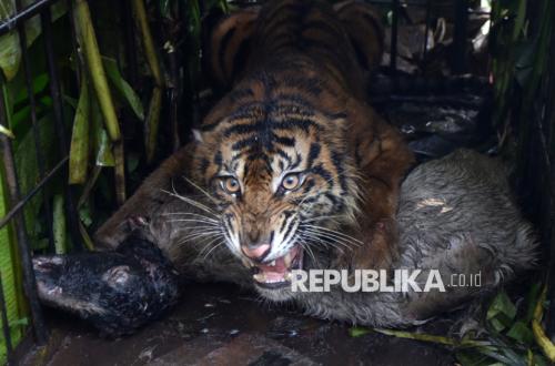 West Sumatra BKSDA Evacuates Sumatran Tiger That Preyed on Livestock
