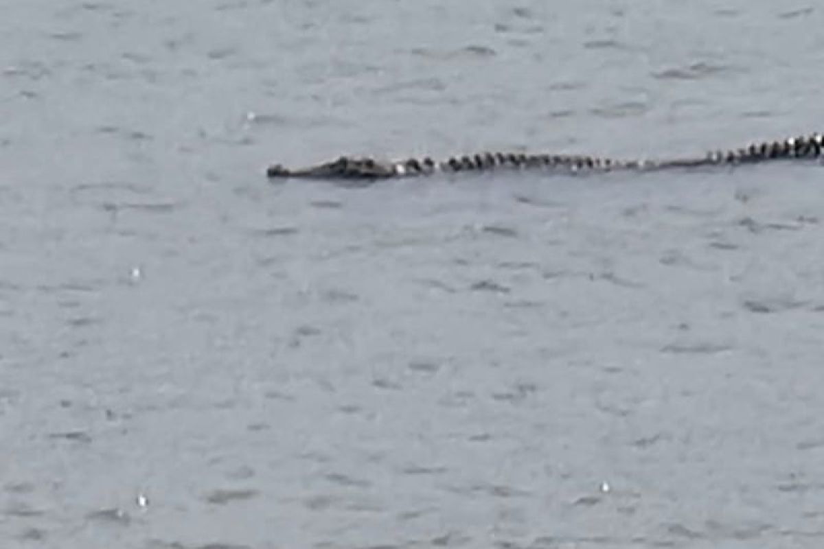PSDKP Monitors Estuarine Crocodile Movements in Tulungagung Waters