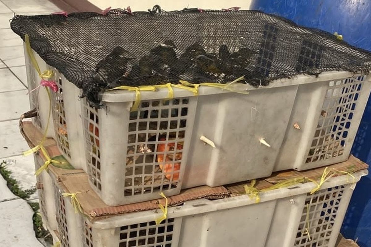 Police Seize 98 Undocumented Birds at Bakauheni Port