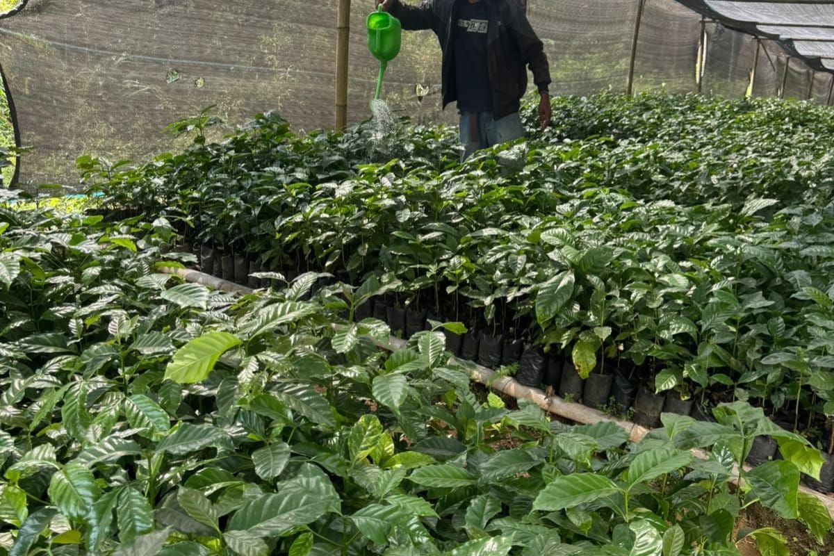 Reclaiming the Glory of Tombo Coffee in Batang