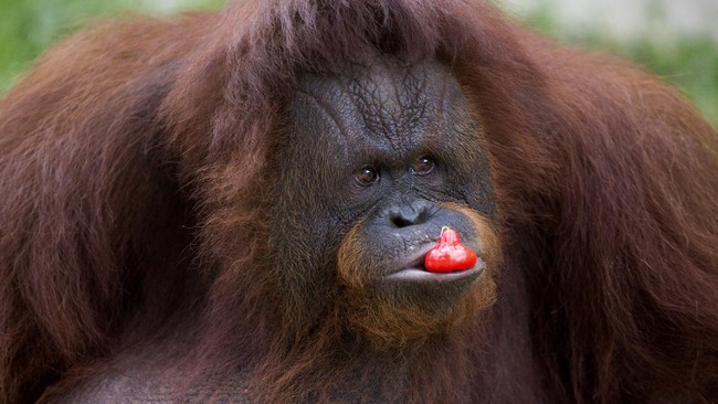 Sumatran Orangutan Population Plummets Drastically, Experts Reveal Causes