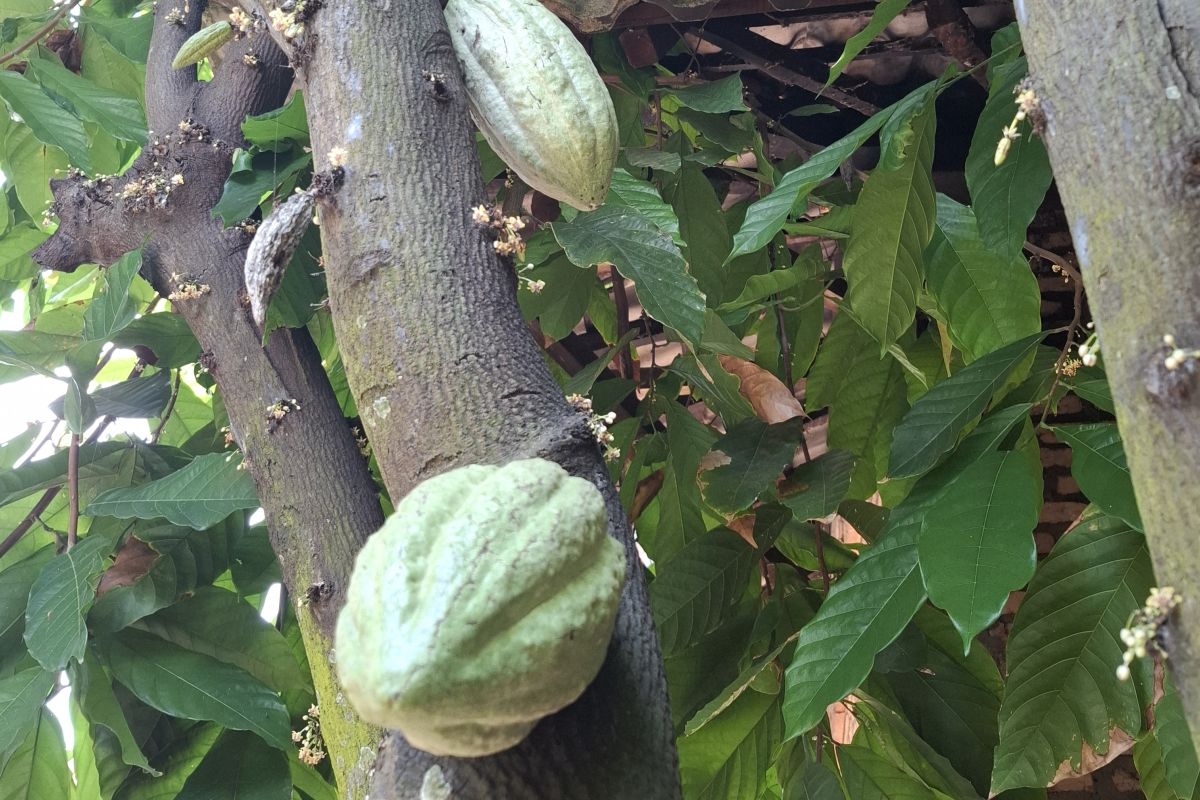 Lampung to develop 11,000 hectares of cocoa to support downstream processing