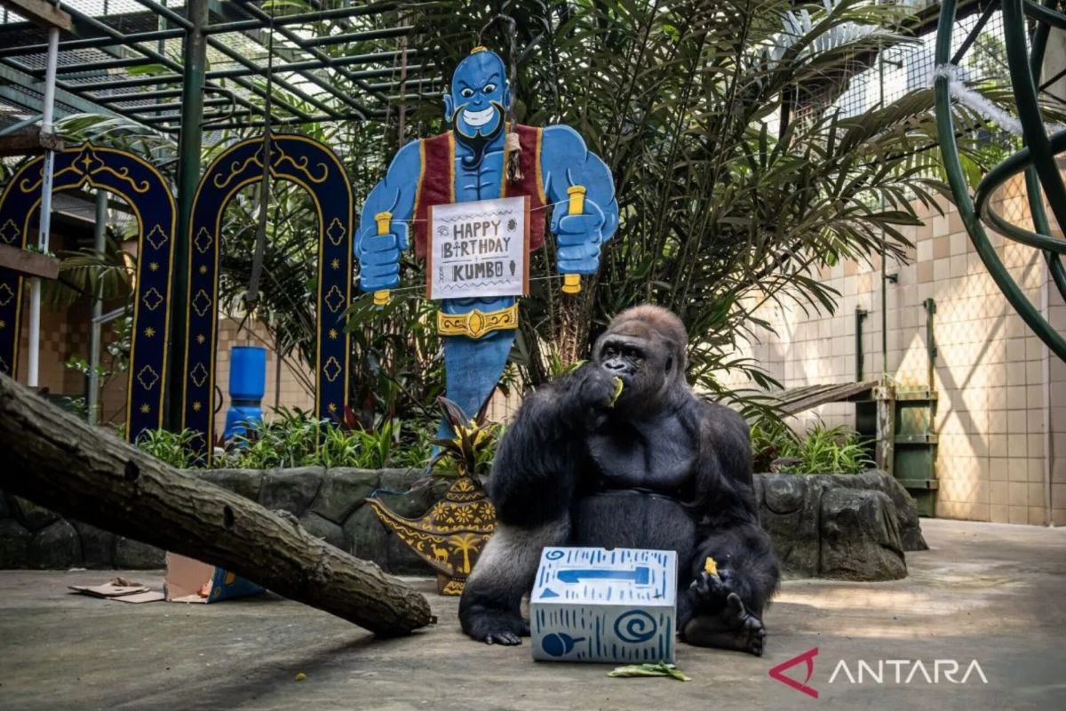 Ragunan Zoo to showcase gorilla feeding attraction for 81st Independence Day