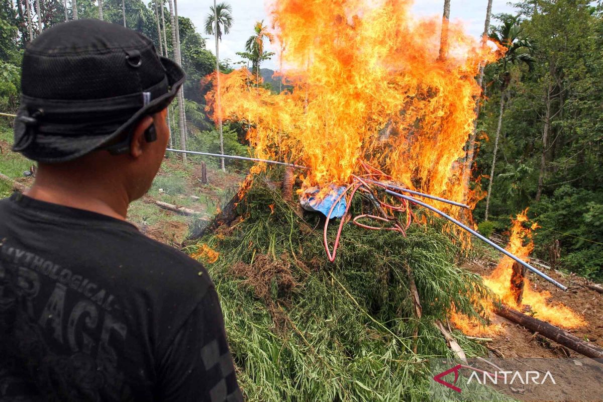 Joint task force uncovers nine cannabis fields in North Aceh