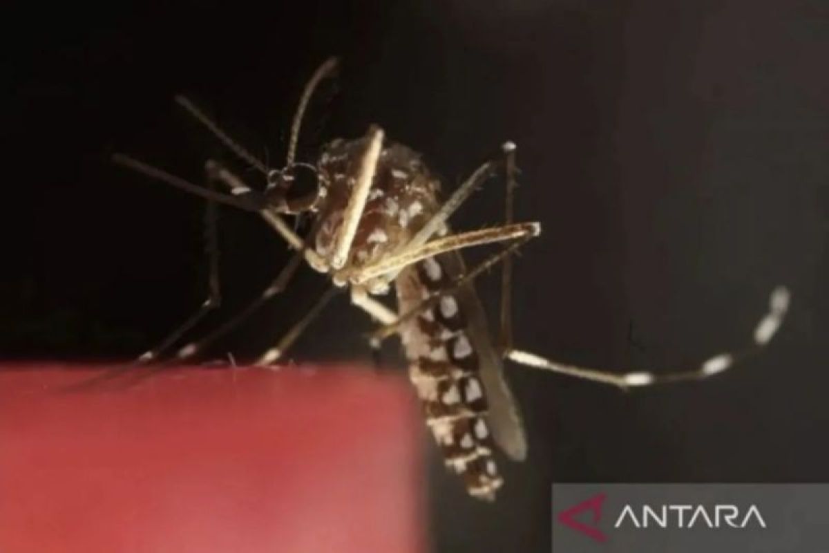 South Korea Issues National Malaria Alert After Parasite Found in Mosquitoes