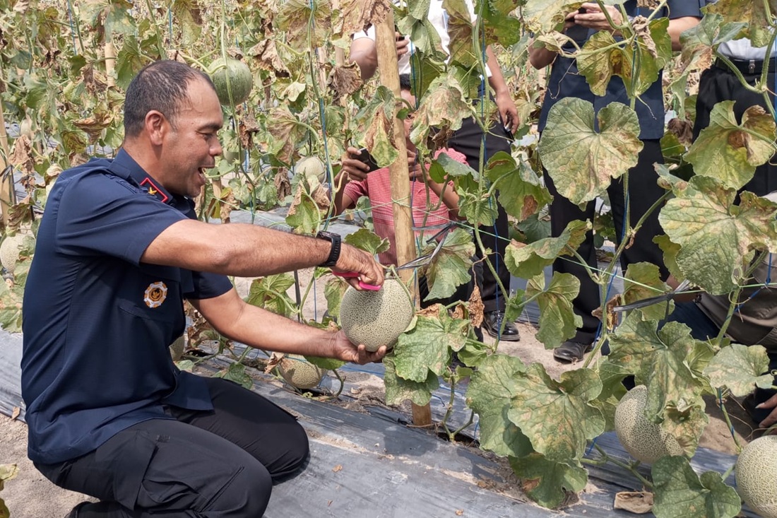 Jambi Immigration Office Harvests Six Tonnes of Melons Amid Dry Season