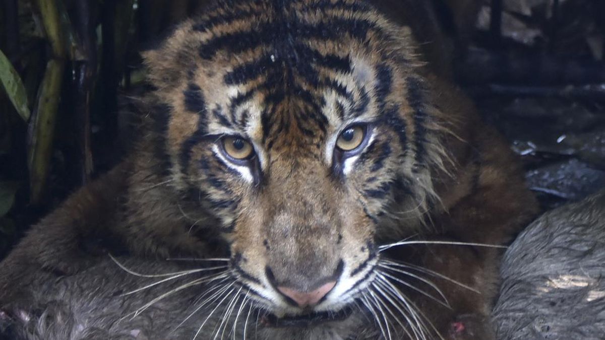 Forestry Ministry Captures Sumatran Tiger After Livestock Attacks in West Sumatra