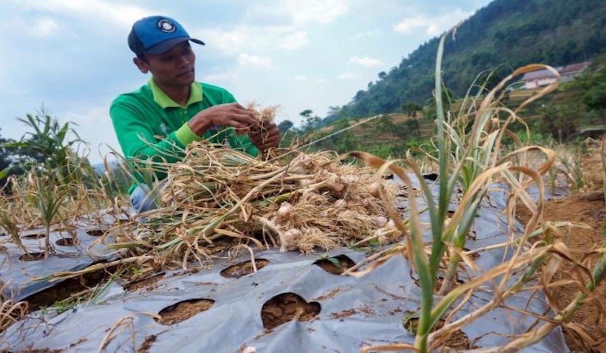 Prabowo Targets Garlic Self-Sufficiency Within Three Years