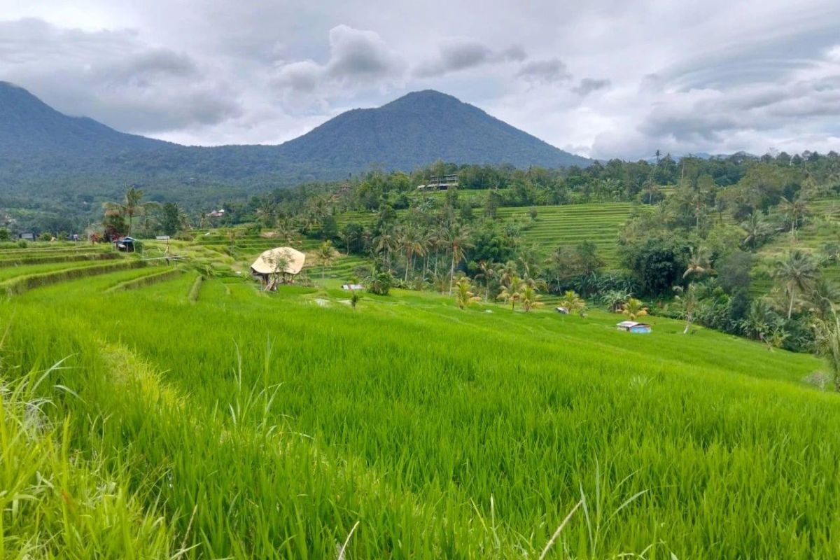 Yunnan and Bali Launch Third Phase of 'Yunnan Hand in Hand' Cooperation Programme