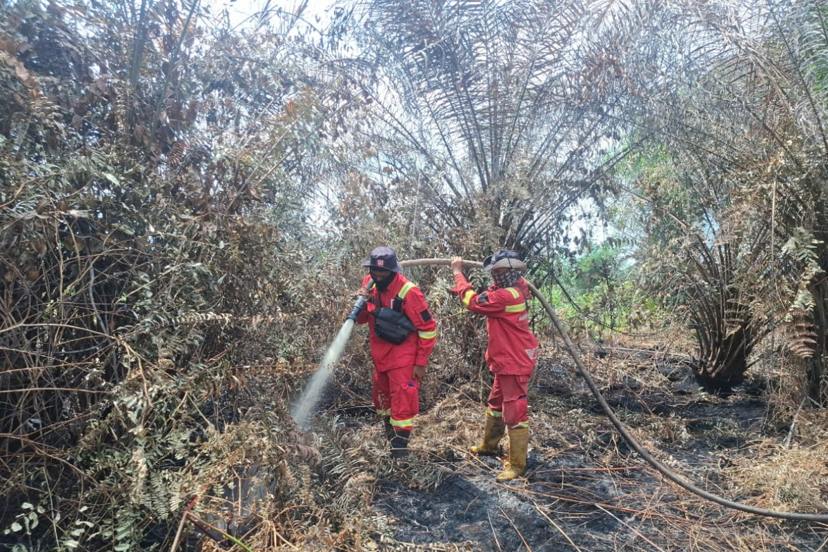 Rokan Hilir Peatland Fire Expands, Consuming 50 Hectares